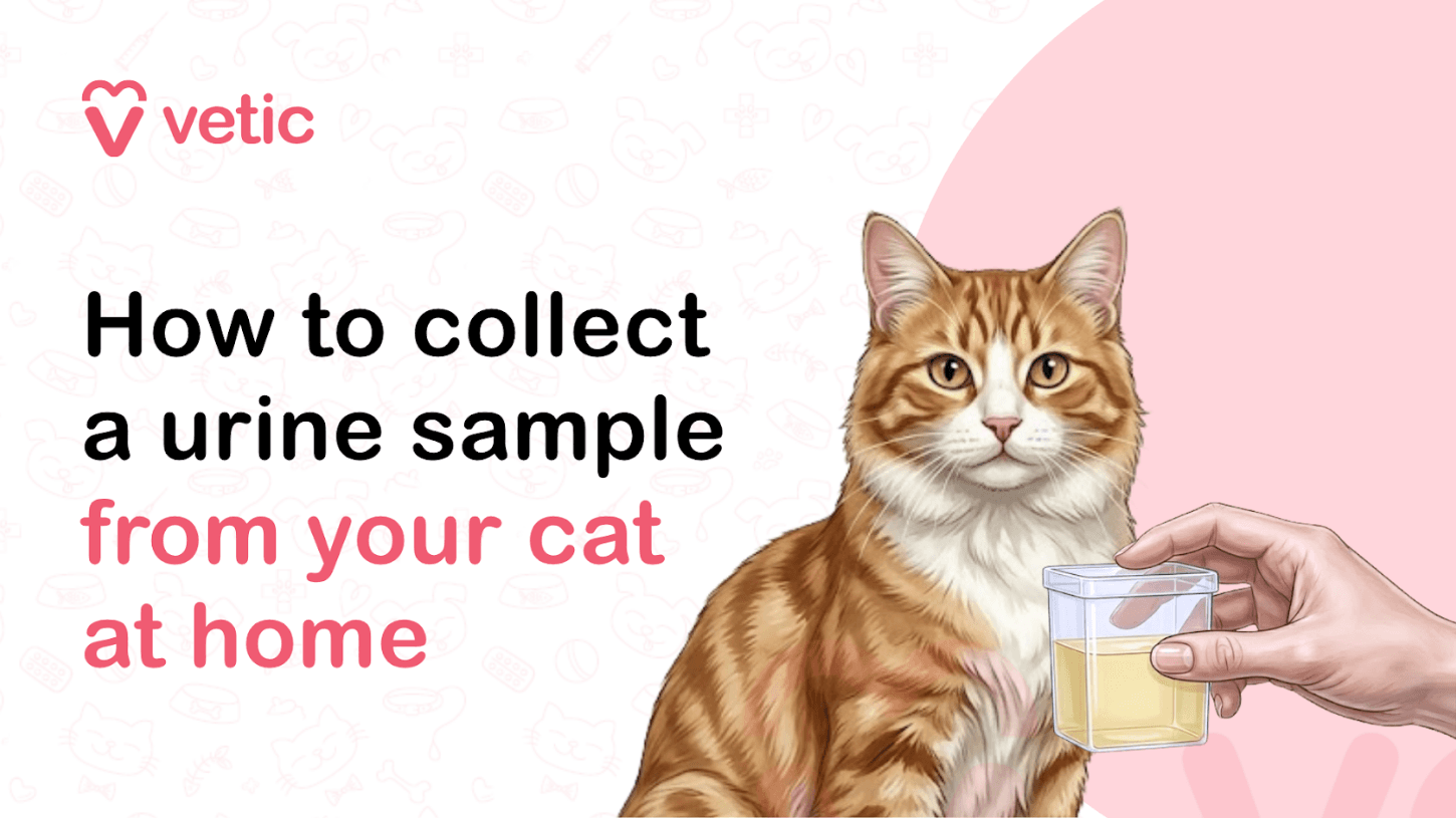 How to Collect a Urine Sample from Your Cat at Home