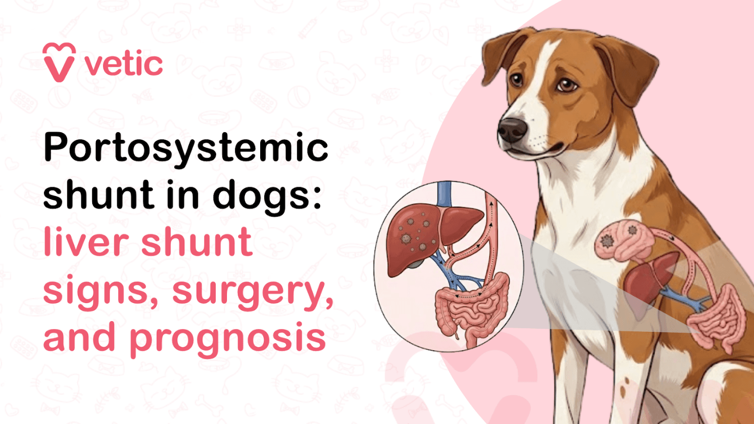 Portosystemic Shunt in Dogs: Liver Shunt Signs, Surgery, and Prognosis