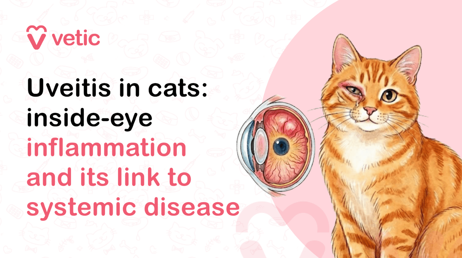 Uveitis in Cats: Inside-Eye Inflammation and Its Link to Systemic Disease