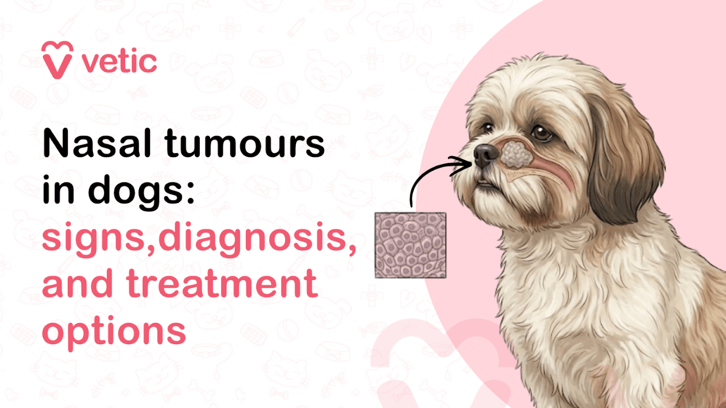 Nasal Tumours in Dogs: Signs, Diagnosis, and Treatment Options
